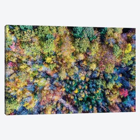 Aerial Fall Trees Canvas Print #VLX2} by Jason Veilleux Canvas Print
