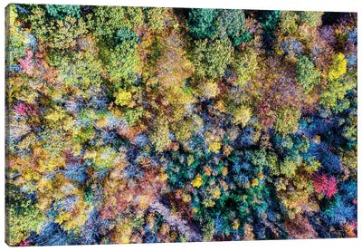 Aerial Fall Trees Canvas Art Print