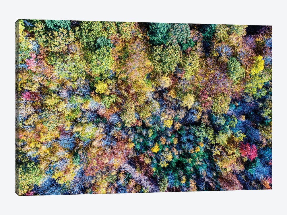 Aerial Fall Trees by Jason Veilleux 1-piece Art Print