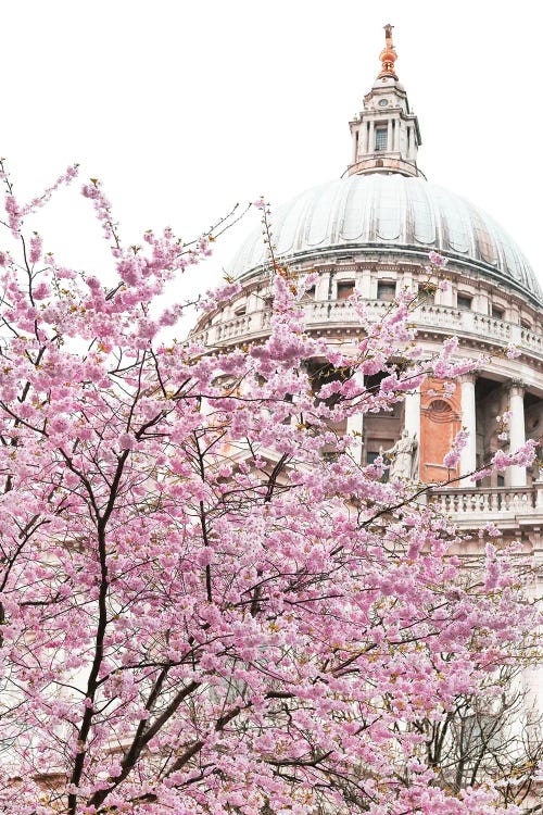 St Paul's Blossom