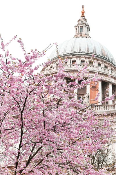 Victoria's Stories: St Paul's Blossom by Victoria's Stories