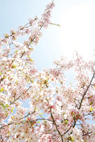 Victoria's Stories: Summer Bloom by Victoria's Stories