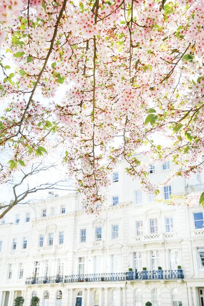 Cherry Blossom Sky by Victoria Metaxas art print
