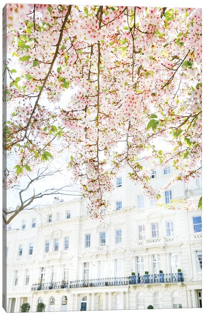 Cherry Blossom Sky Canvas Art Print - Victoria Metaxas