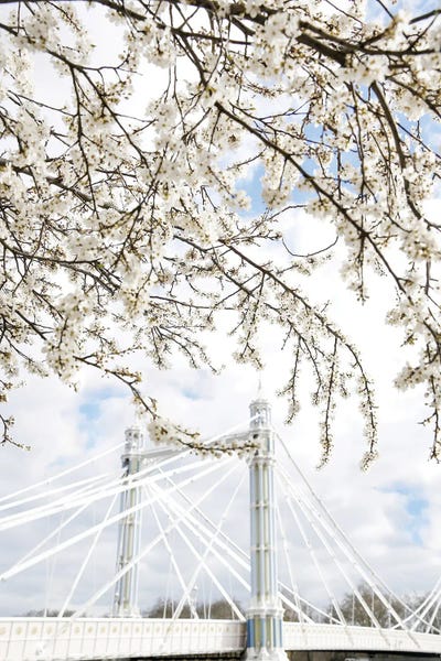 Cherry Blossoms: Albert Bridge Bloom by Victoria's Stories