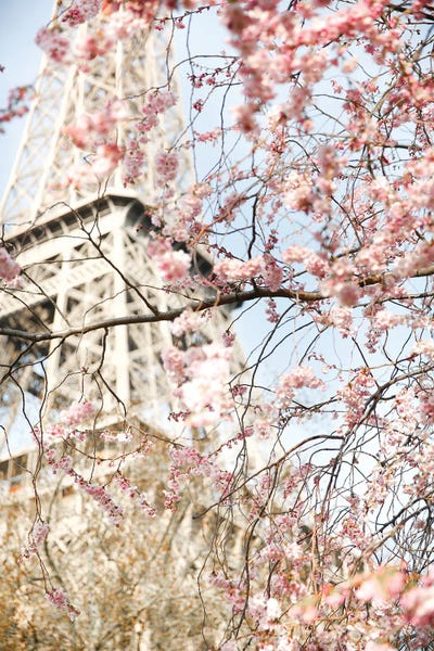 Victoria's Stories: Eiffel Blossom by Victoria's Stories