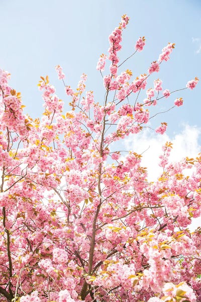 Victoria's Stories: Always Look Up by Victoria's Stories