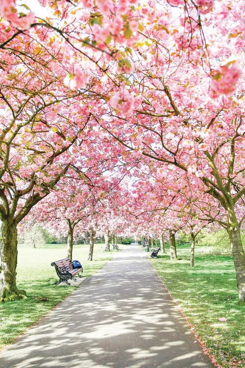 Greenwich Park Blossom by Victoria Metaxas wall art