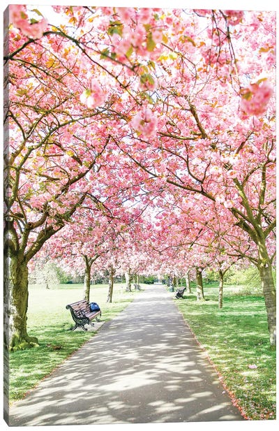 Greenwich Park Blossom Canvas Art Print - Victoria Metaxas