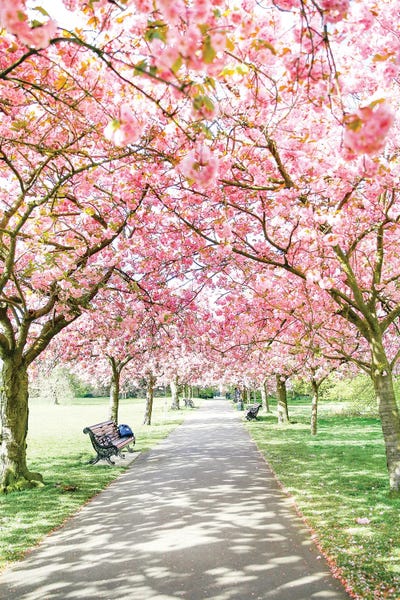 Blossoms: Greenwich Park Blossom by Victoria's Stories