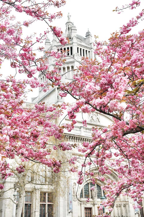 London Museum Blossom