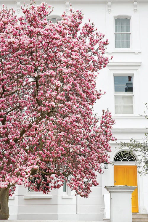 Magnolia Yellow by Victoria Metaxas wall art