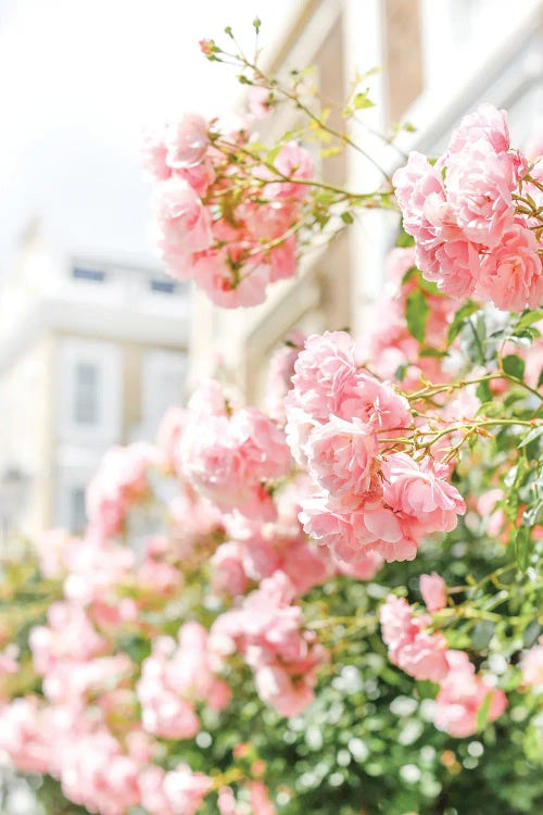 Peachy Blooms