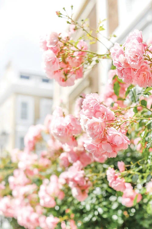 Peachy Blooms by Victoria Metaxas wall art