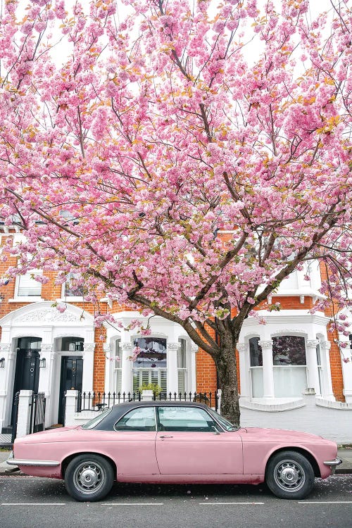 Pink Car Bloom by Victoria Metaxas wall art