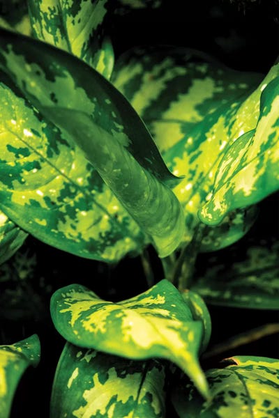 Nature 18 by Alexandre Venancio art print