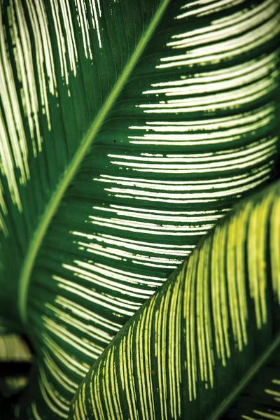 Alexandre Venancio: Nature 19 by Alexandre Venancio