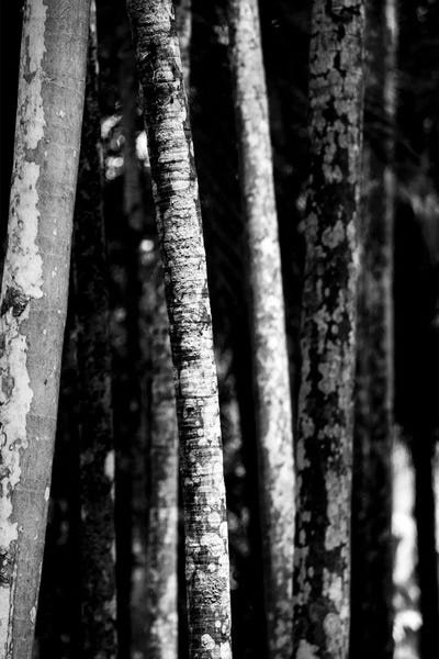 Alexandre Venancio: Nature 20 by Alexandre Venancio