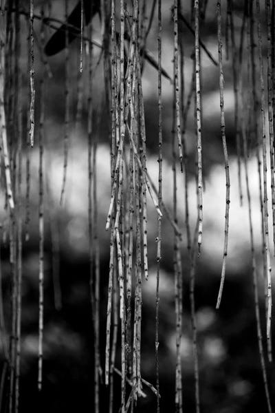 Nature 21 by Alexandre Venancio canvas print