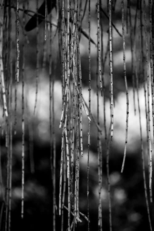 Nature 21 by Alexandre Venancio wall art