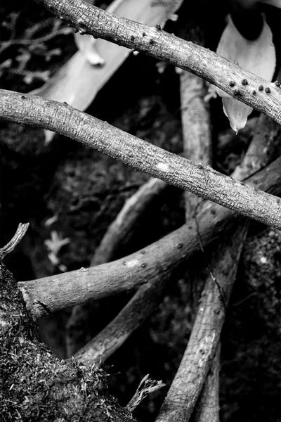 Alexandre Venancio: Nature 22 by Alexandre Venancio