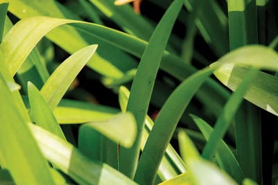 Nature 26 by Alexandre Venancio art print