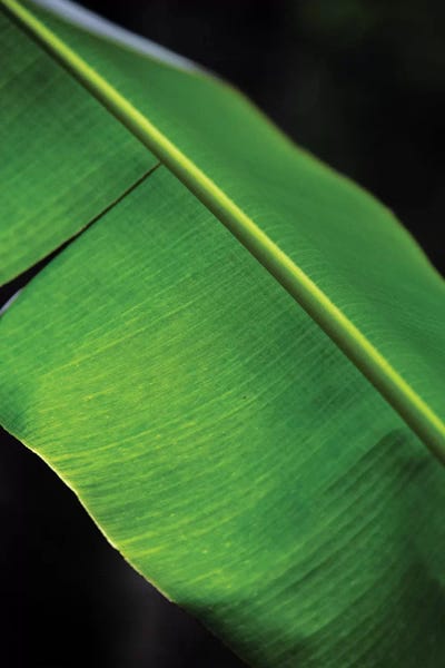 Nature 27 by Alexandre Venancio art print