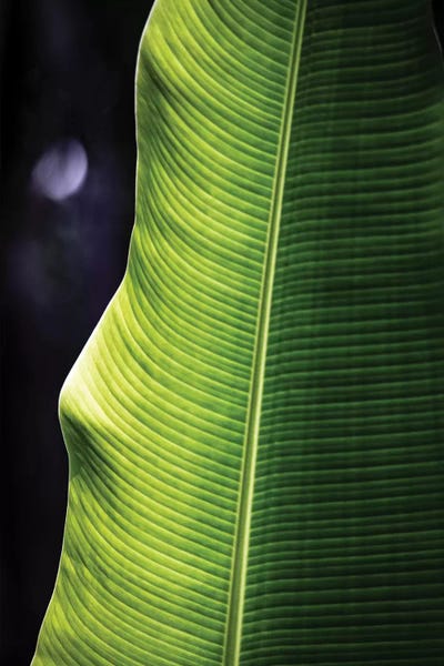 Alexandre Venancio: Nature 28 by Alexandre Venancio