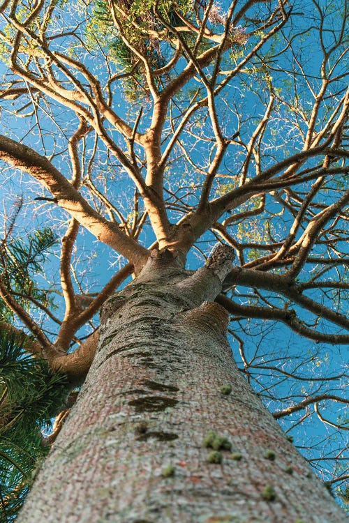 Big Tree by Alexandre Venancio wall art