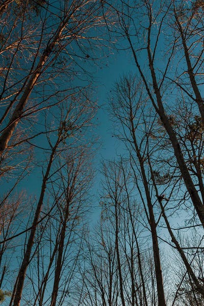 Alexandre Venancio: Autumn Path by Alexandre Venancio