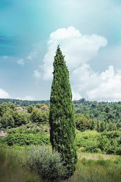 France Provence Tree by Alexandre Venancio metal wall art