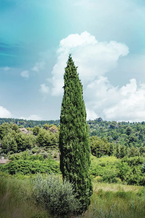 France Provence Tree by Alexandre Venancio wall art