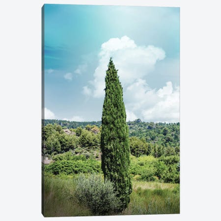 France Provence Tree Canvas Print #VNC318} by Alexandre Venancio Canvas Art