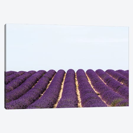 France Provence Lavande Field Pair I Canvas Print #VNC322} by Alexandre Venancio Canvas Print