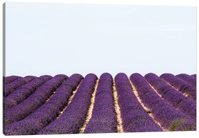 France Provence Lavande Field Pair I Canvas Art Print - Herb Art