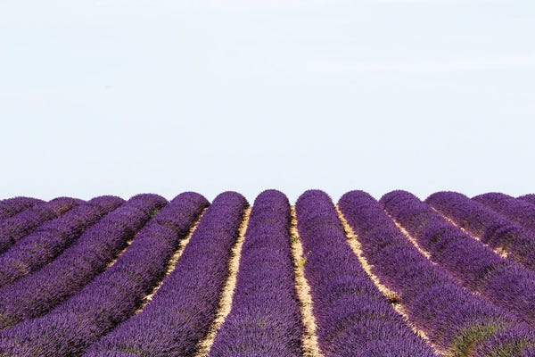Herbs: France Provence Lavande Field Pair I by Alexandre Venancio