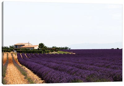 France Provence Lavande Field Pair II Canvas Art Print - Herb Art