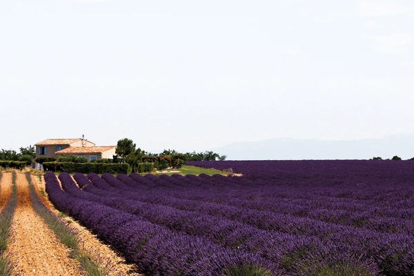 Herbs: France Provence Lavande Field Pair II by Alexandre Venancio