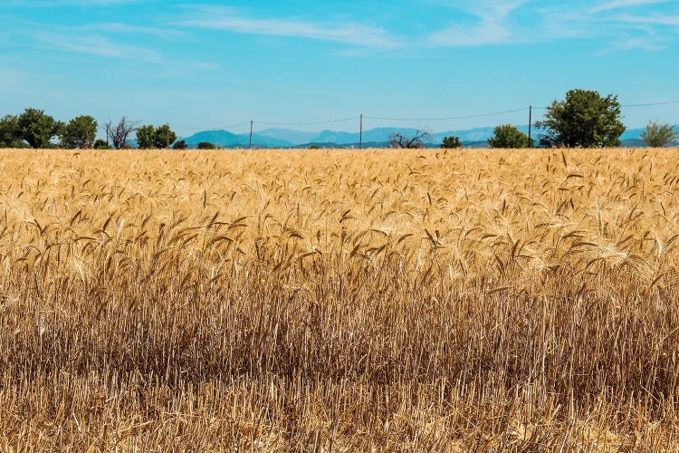 France Provence Valensole Composition II