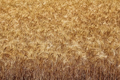 France Provence Valensole Composition III by Alexandre Venancio metal wall art