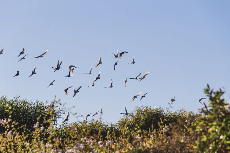 Portugal Birds