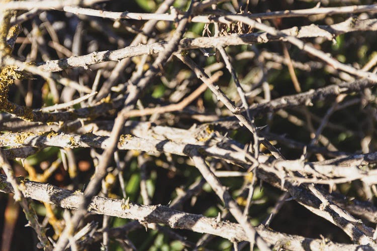 Portugal Spines Plant II