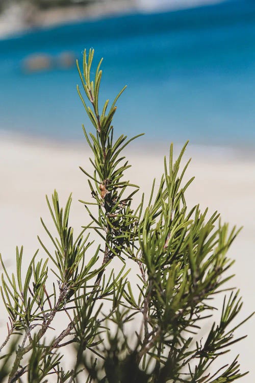 Portugal Rosemary