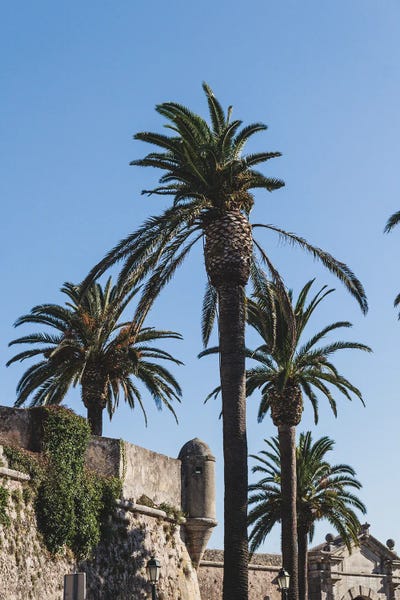 Portugal Cascais Palmtrees by Alexandre Venancio framed wall art