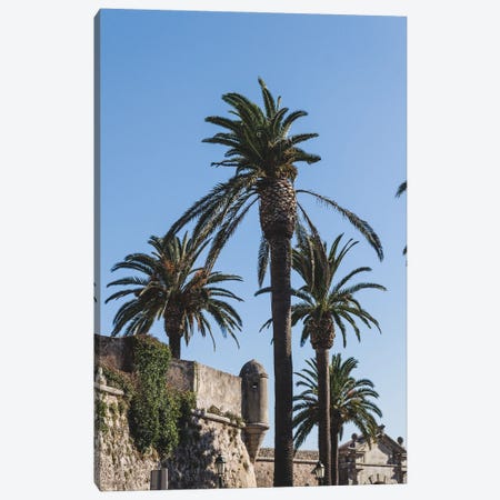 Portugal Cascais Palmtrees Canvas Print #VNC446} by Alexandre Venancio Canvas Print