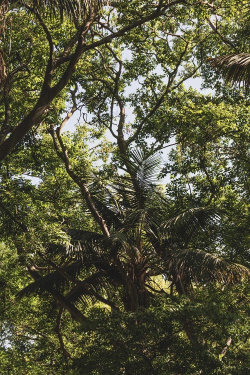 Portugal Tree II by Alexandre Venancio wall art