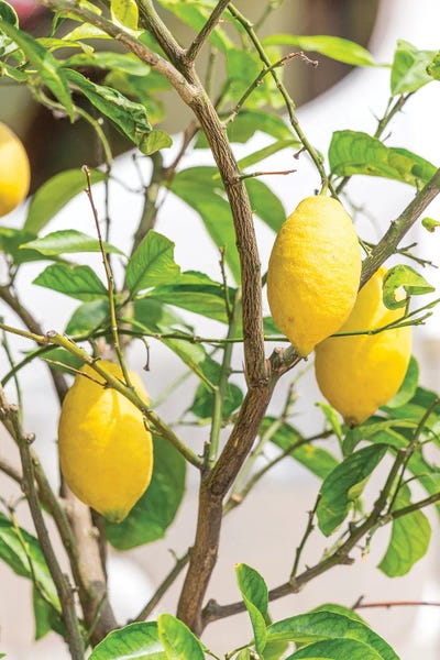 Amalfi Coast Lemons