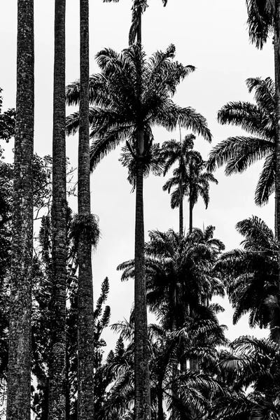Rio De Janeiro Botanic Garden B by Alexandre Venancio art print
