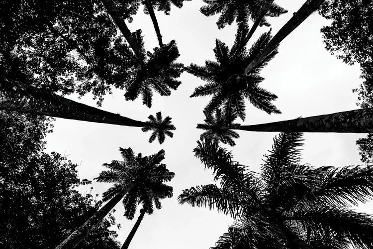 Rio De Janeiro Botanic Palm Tree A