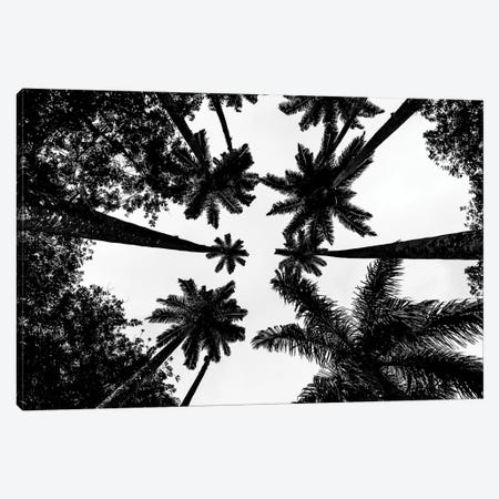 Rio De Janeiro Botanic Palm Tree A Canvas Print #VNC588} by Alexandre Venancio Canvas Print